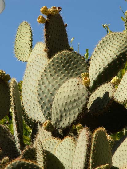 Opuntia pilifera